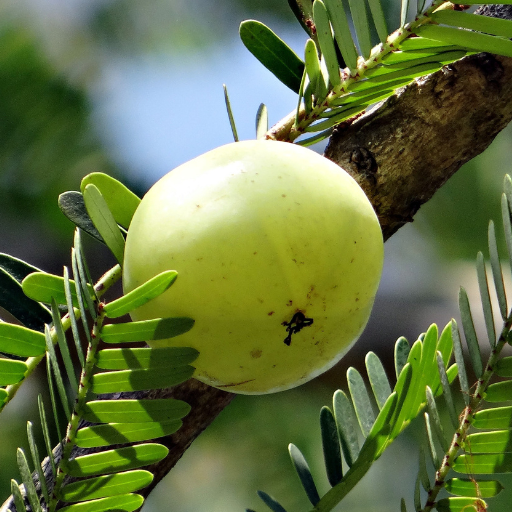 Amla (Indian Gooseberry)