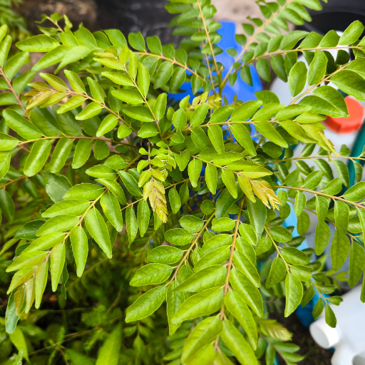 Curry Leaves